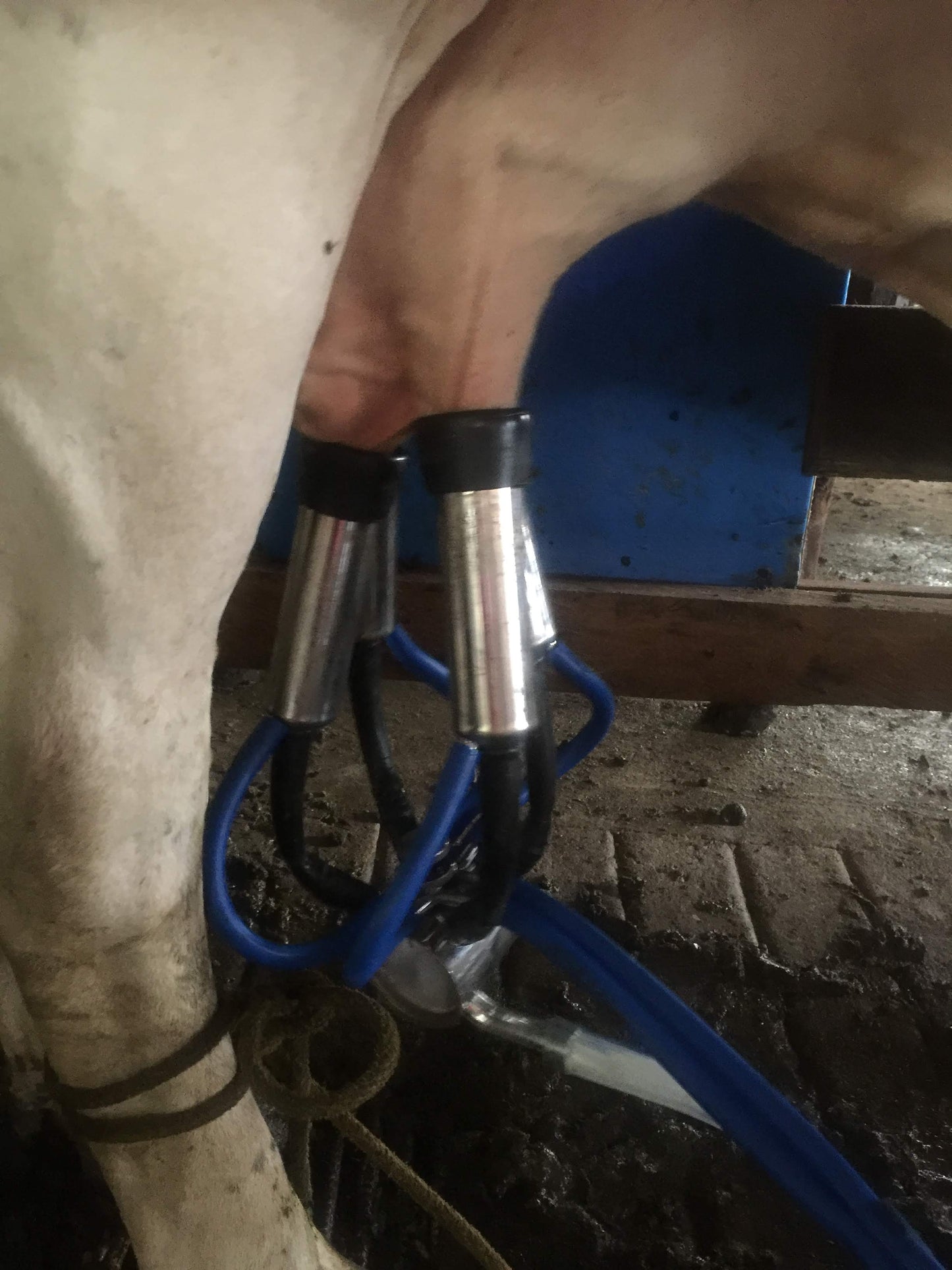 Equipo de Ordeño Fijo para Vacas 🐄🐄🐄