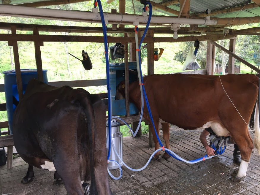 Equipo de Ordeño Fijo para Vacas 🐄🐄🐄