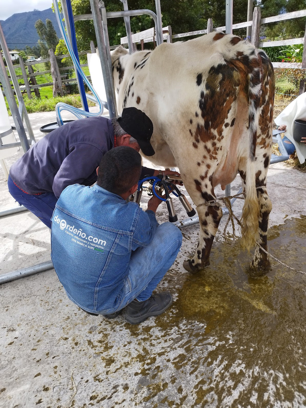 Equipo de Ordeño Fijo para Vacas 🐄🐄🐄