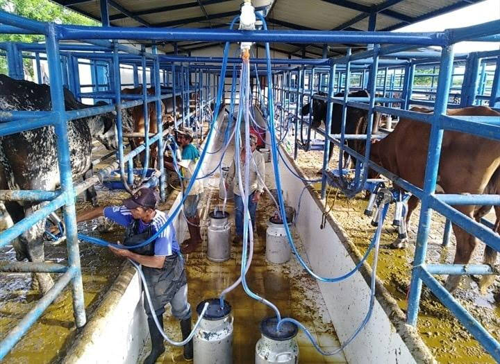 Equipo de Ordeño Fijo para Vacas 🐄🐄🐄